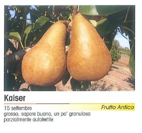 PERA KAISER