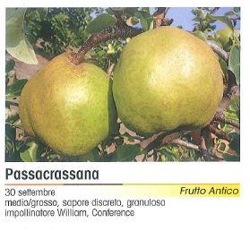 PERA PASSACRASSANA