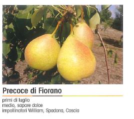 PERA PRECOCE DI FIORANO