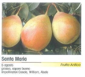 PERA SANTA MARIA