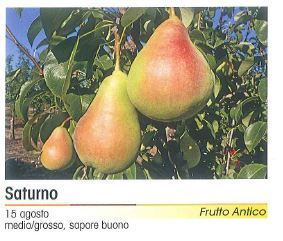 PERA SATURNO