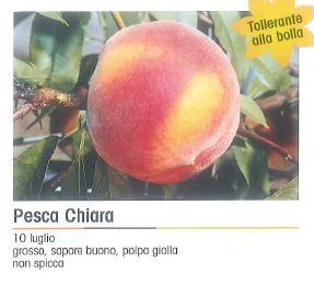 PESCA CHIARA V 26