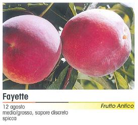 PESCA FAYETTE V 26