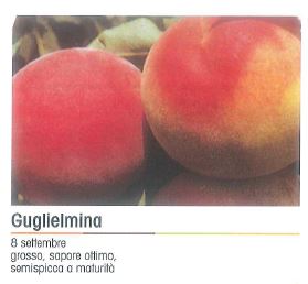 PESCA GUGLIELMINA V 26