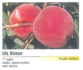 PESCA IRIS ROSSO V 26
