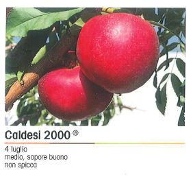 PESCA NOCE CALDESI