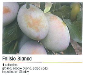 SUSINO FELLESIO BIANCA