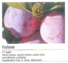 SUSINO FORTUNE