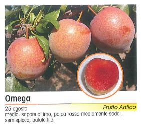 SUSINO OMEGA