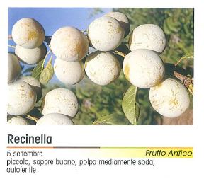 SUSINO REGINELLA