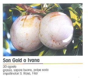 SUSINO SON GOLD  / IVANA
