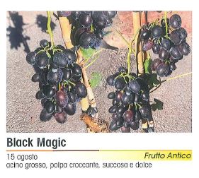 VITE BLAK MAGIC