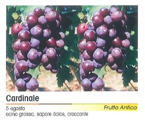 VITE CARDINALE