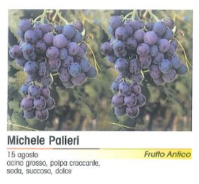 VITE MICHELE PALMIERI