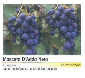 VITE MOSCATO D'ADDA NERO