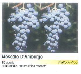 VITE MOSCATO D' AUBURGO