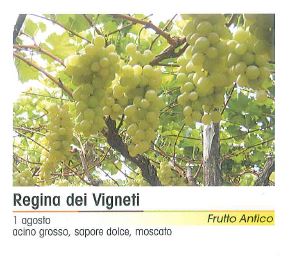 VITE REGINA DEI VIGNETI