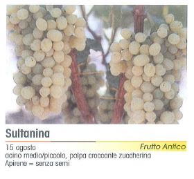 VITE SULTANINA