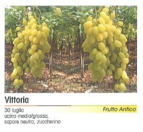 VITE VITTORIA