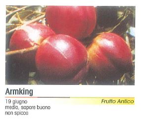 PESCA NOCE ARMIKING