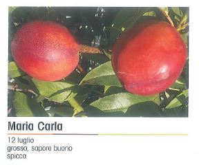 PESCA NOCE MARIA CARTA