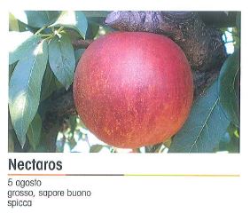 PESCA NECTAROS