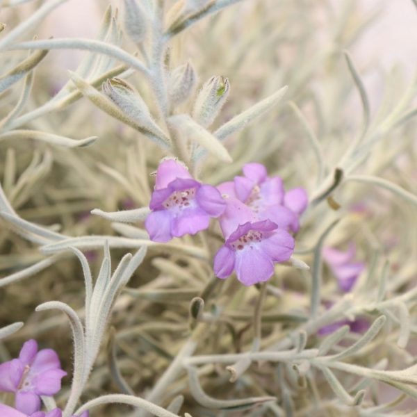 EREMOPHILA NIVEA - immagine 2