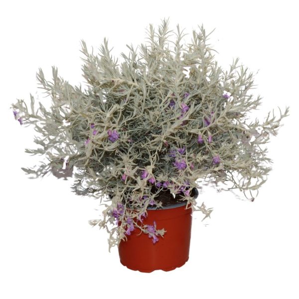 EREMOPHILA NIVEA