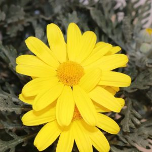 EURYOPS