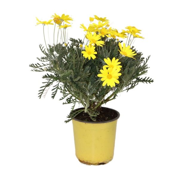 EURYOPS - immagine 2