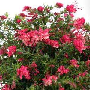 GREVILLEA RONDO
