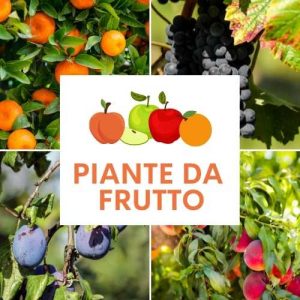 PIANTE DA FRUTTO