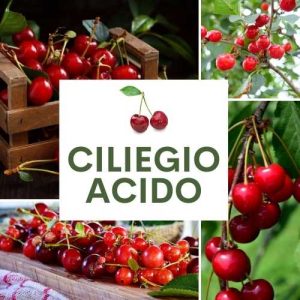 CILIEGIO ACIDO