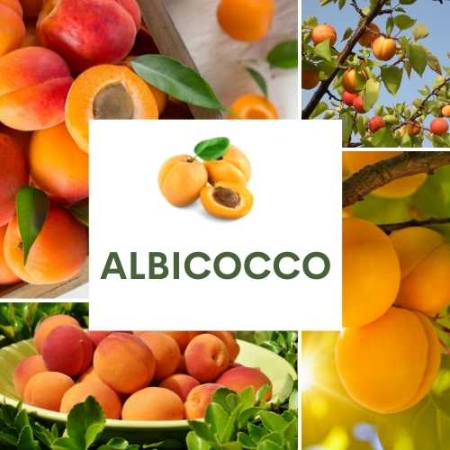 ALBICOCCO