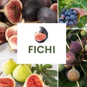 FICHI