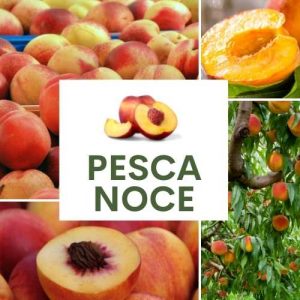 PESCA NOCE