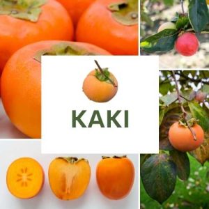 KAKI