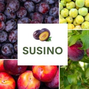SUSINO