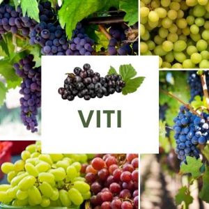 VITI