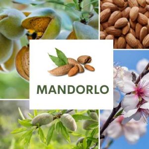 MANDORLO