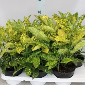 AUCUBA JAPONICA
