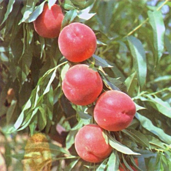 PESCO SPRINGBELLE V 20