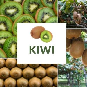 KIWI