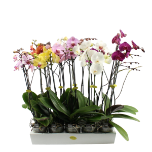 PHALAENOPSIS