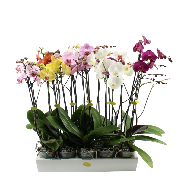 PHALAENOPSIS