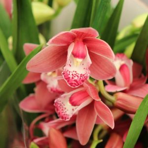 CYMBIDIUM