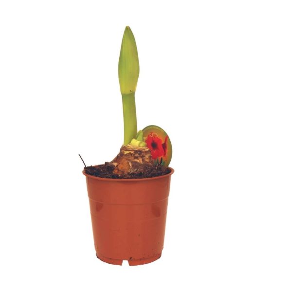 HIPPEASTRUM 2 RAMI "RED"
