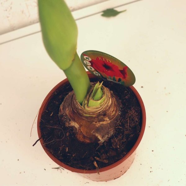 HIPPEASTRUM 2 RAMI "RED" - immagine 2