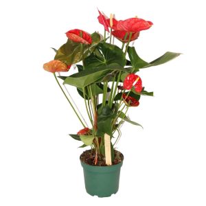 ANTHURIUM