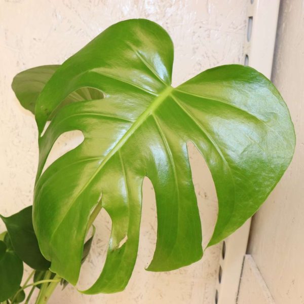MONSTERA "DELICIOSA" - immagine 2